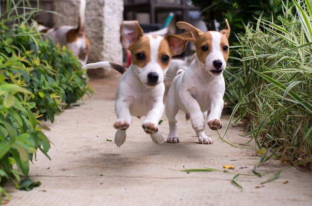 Two dogs running between plants