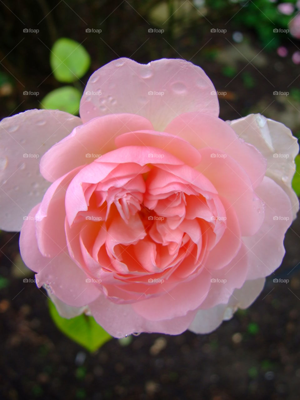 Big, pink Rose