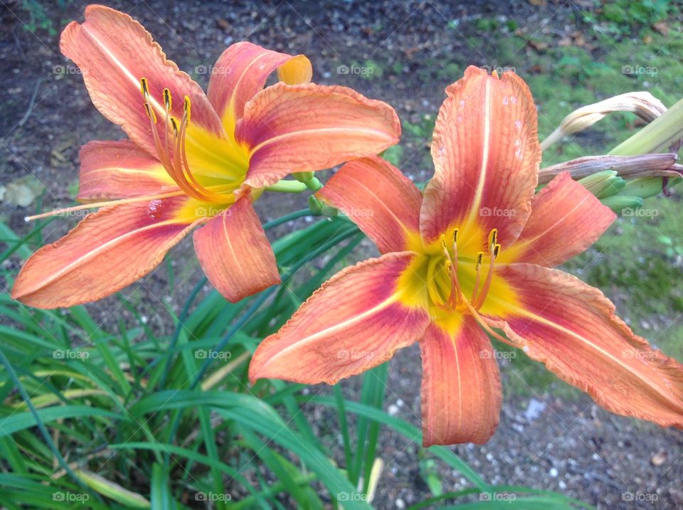 Orange tigerlillys.