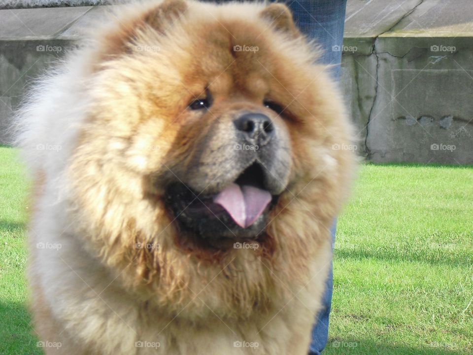 Chow chow