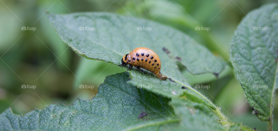 Insect, Nature, No Person, Leaf, Outdoors