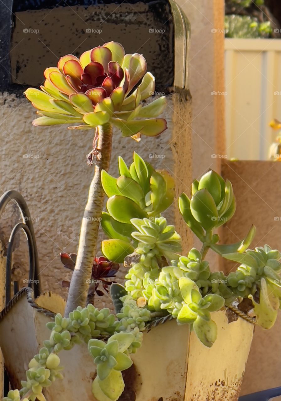 Pot of colourful bright succulents variety on porch, South Australia 