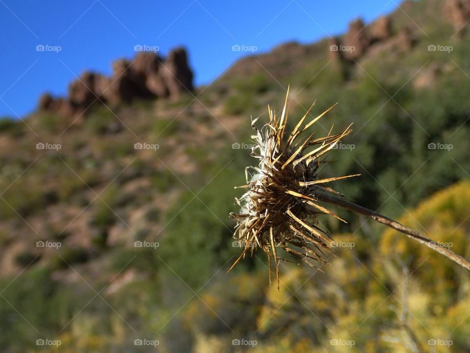 Desert Mountain And Flower