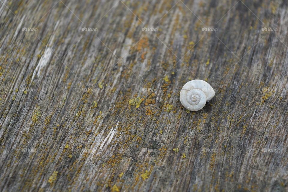 Close up of snail on wood
