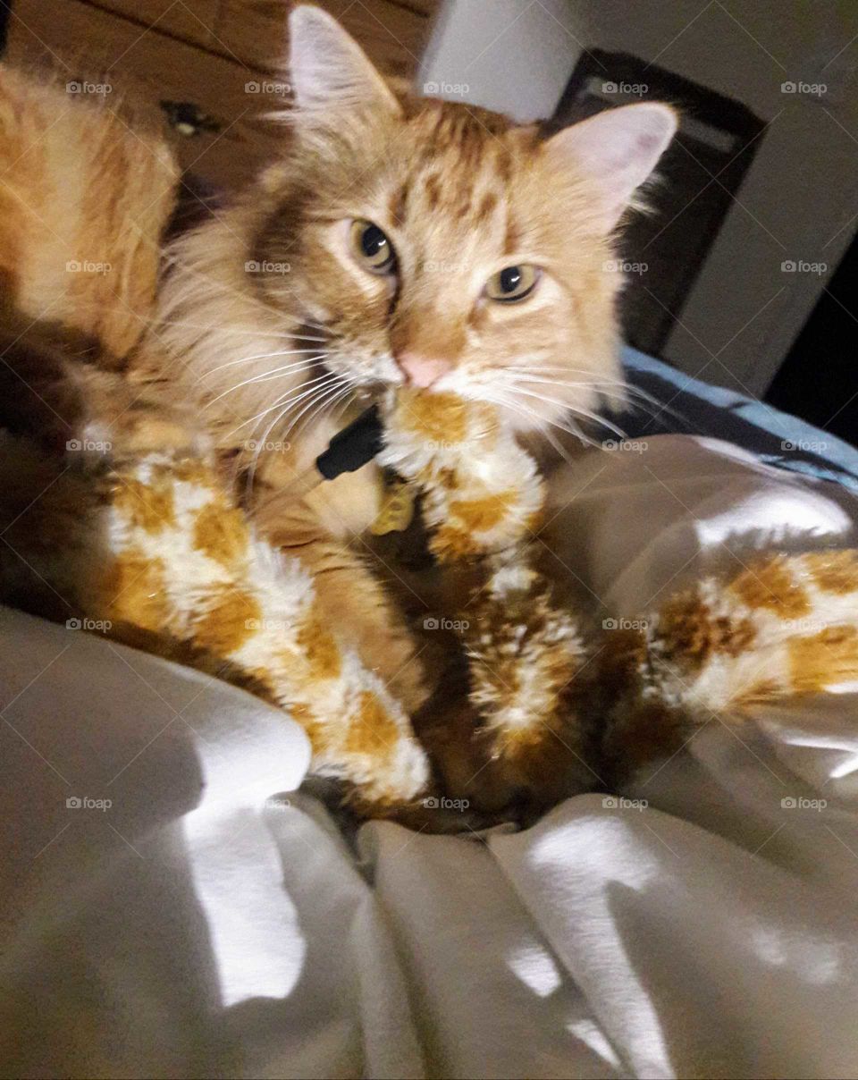 Orange Cat and Toy