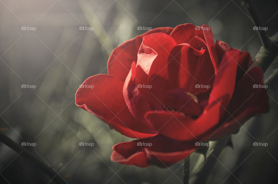 A beautiful red flower growing in my garden. Photo taken after the rain on a summer day.