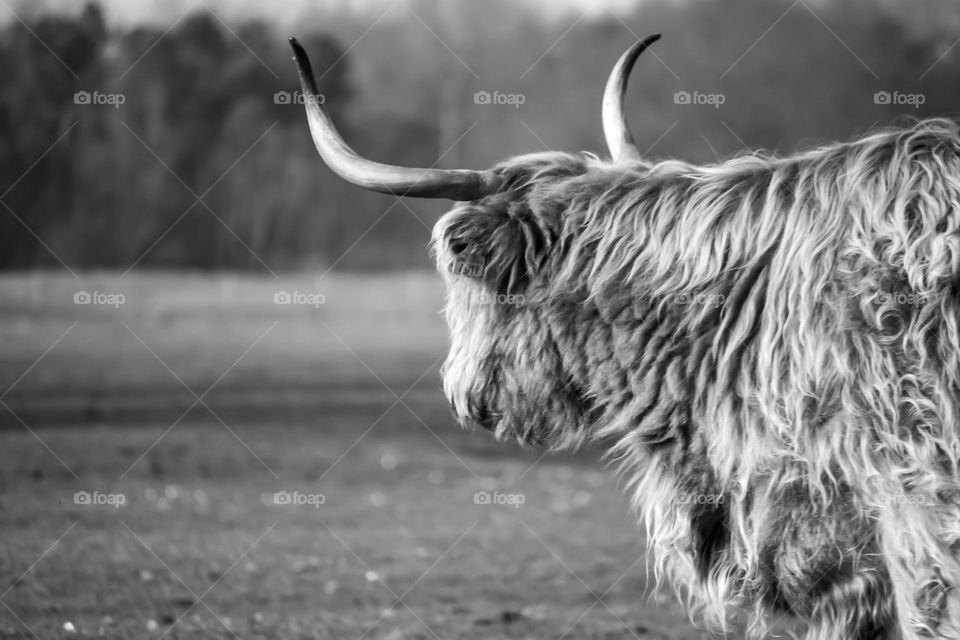 Cow in black and white