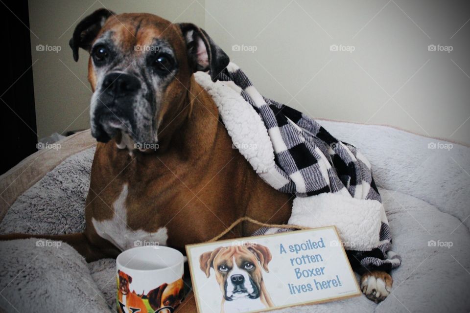 Mans best friend, who doesn’t love a boxer face? 