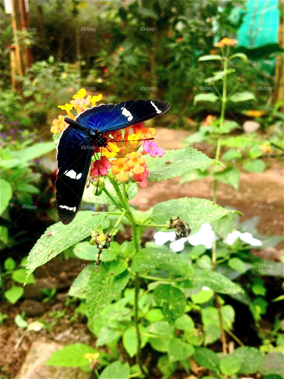 Mindo, Ecuador 