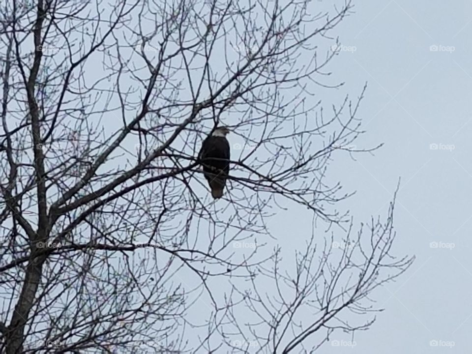 Taking a break.  After flying high in the sky.  The eagle landed on three tree branch.
