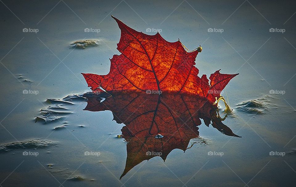 Leaf in Water