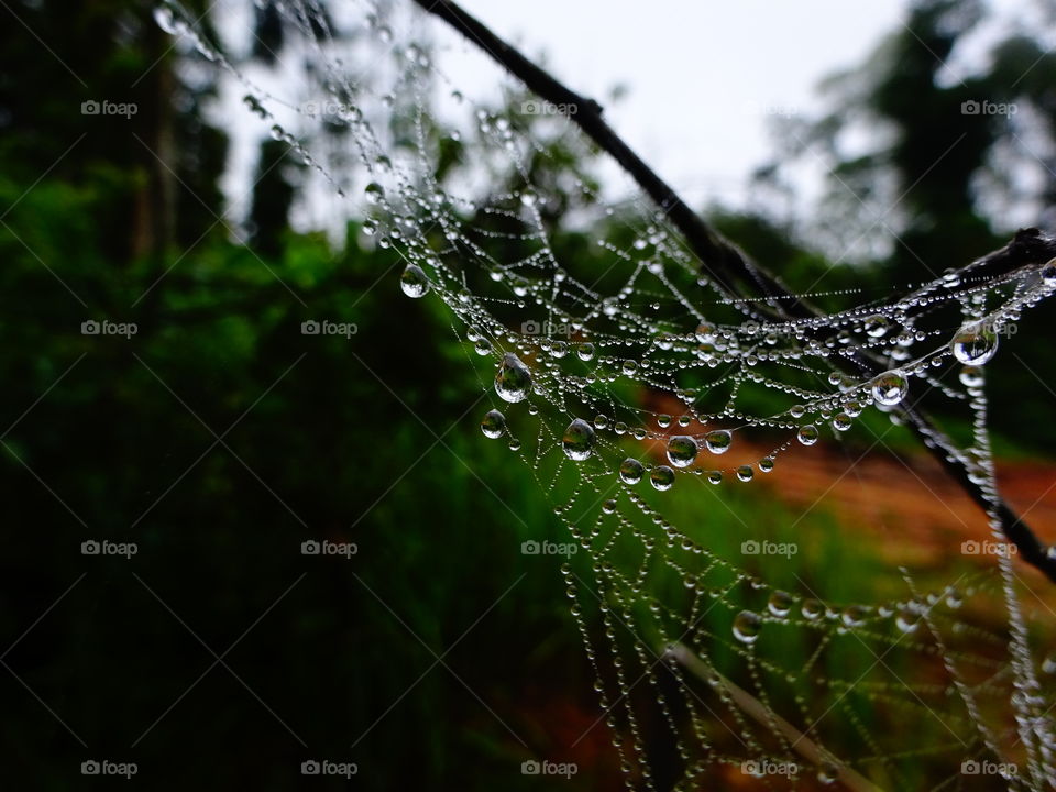 spider's net
