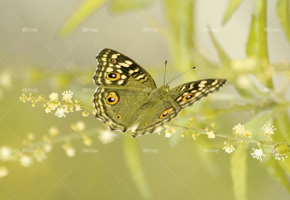 Butterfly 
Akash gupta
 Colour butterfly 
No1 pic 
Grass 
Flower