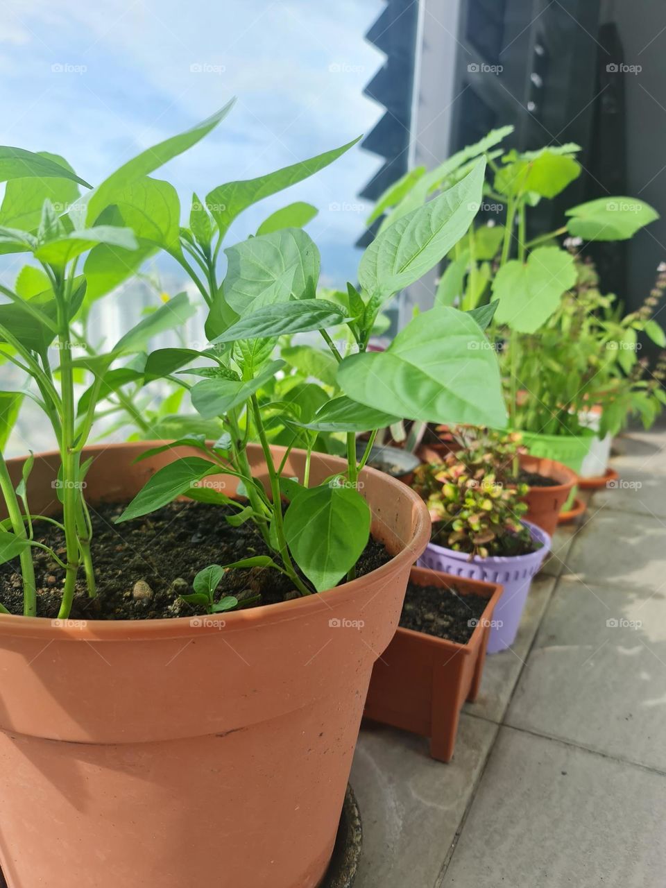 plants on balcony
