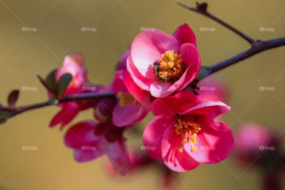 Red spring flowers