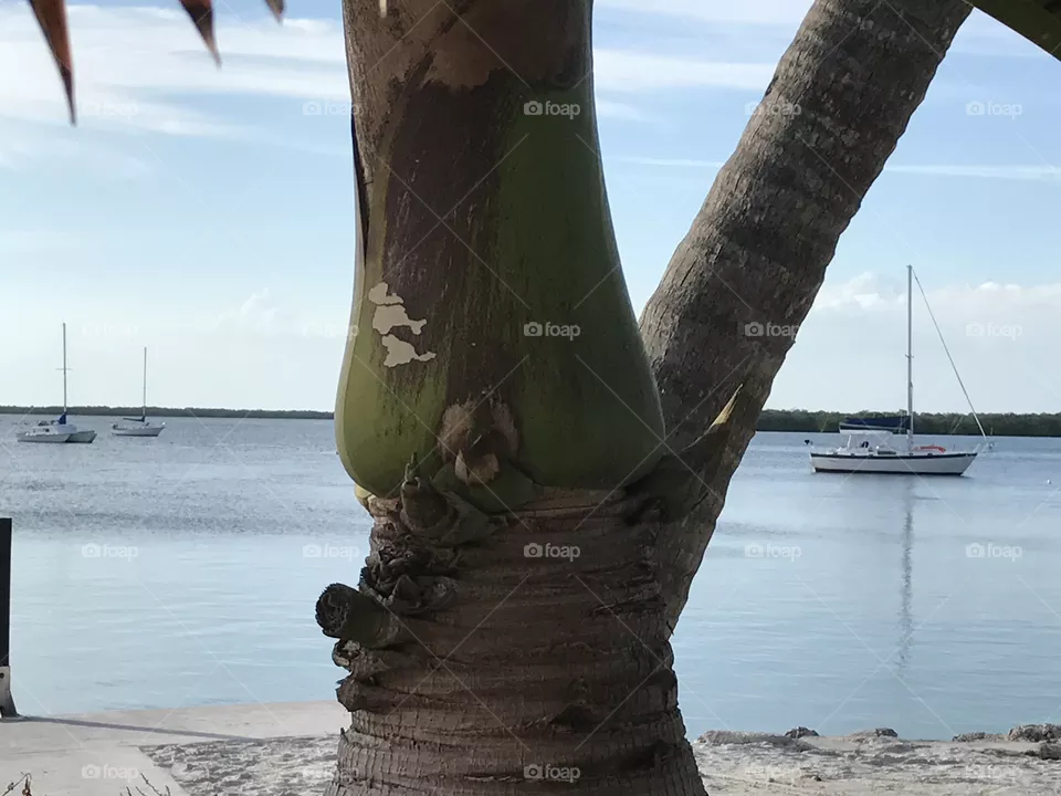 Key Largo:  Palm in your hand. Now I know why we go! 