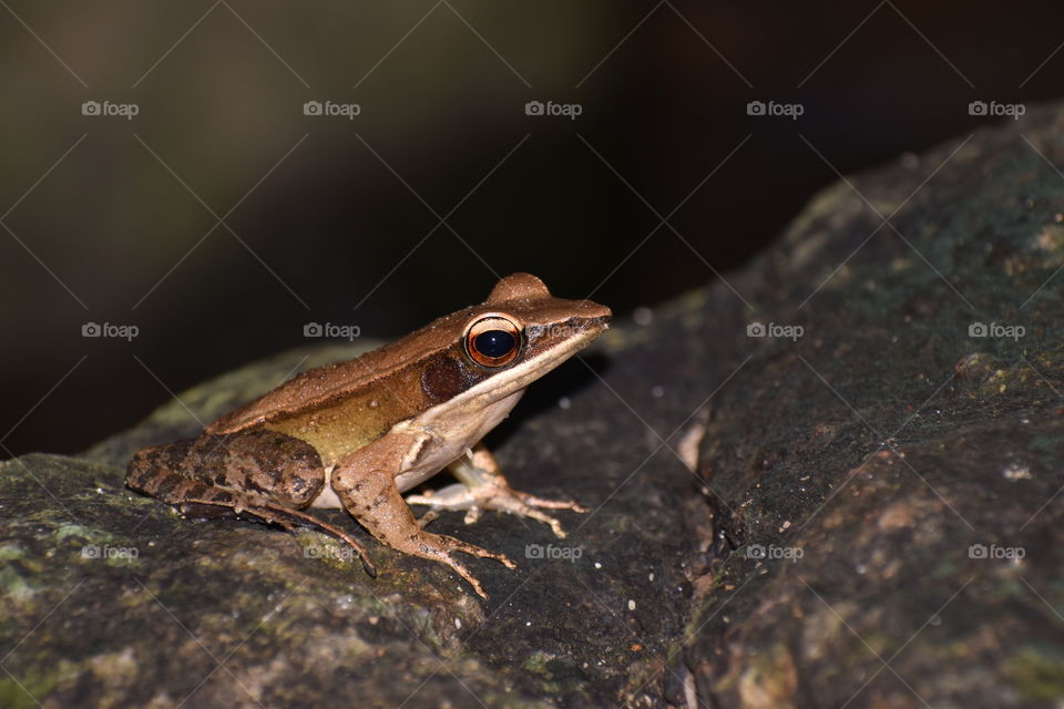 grey colored frog with sharp eye