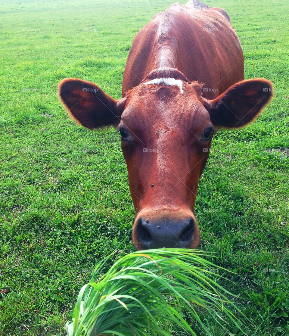 Cow eating grass 