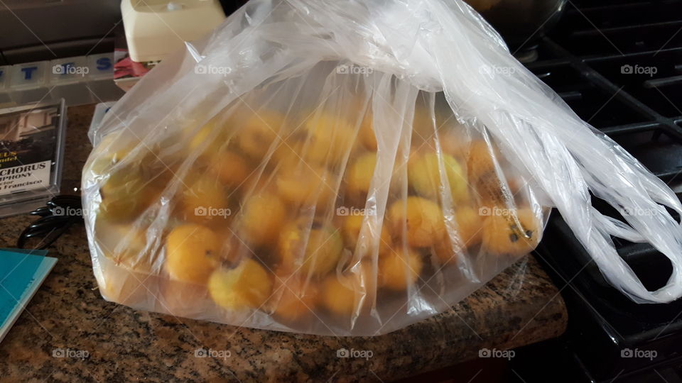 bag of loquats for sell -- grown in backyard