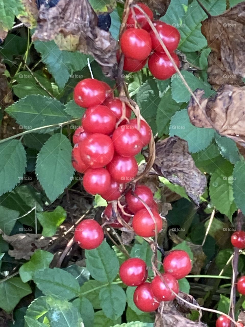 Poisonous red berries seem more scarce this year, but these ones on the walkways of Babbacombe, Torquay, present visually as stunning.