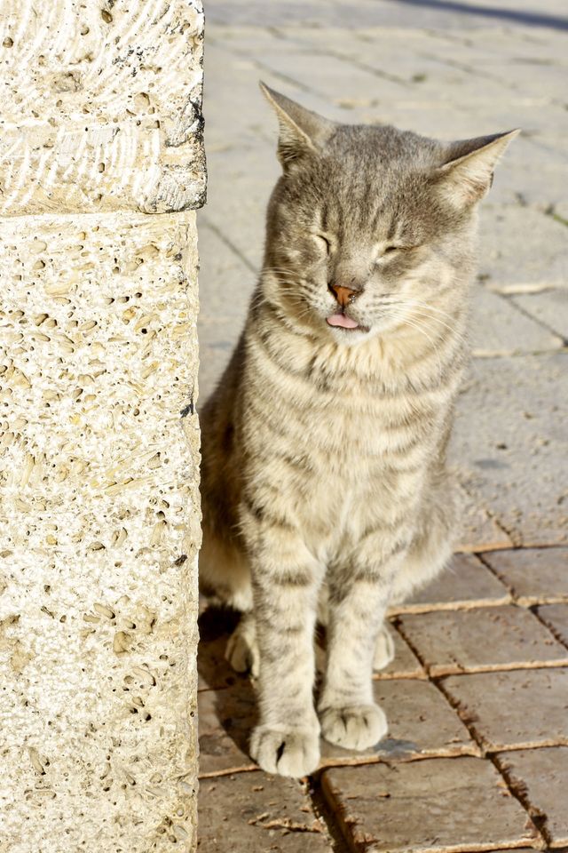 small and cute cat