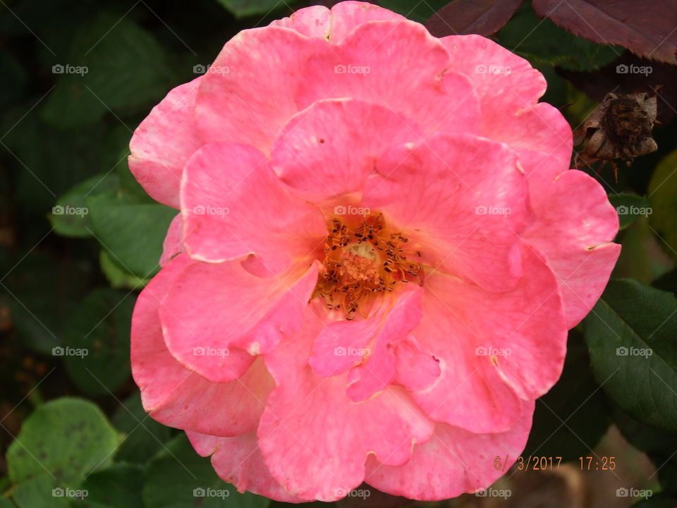 Dark pink full bloomed rose solo