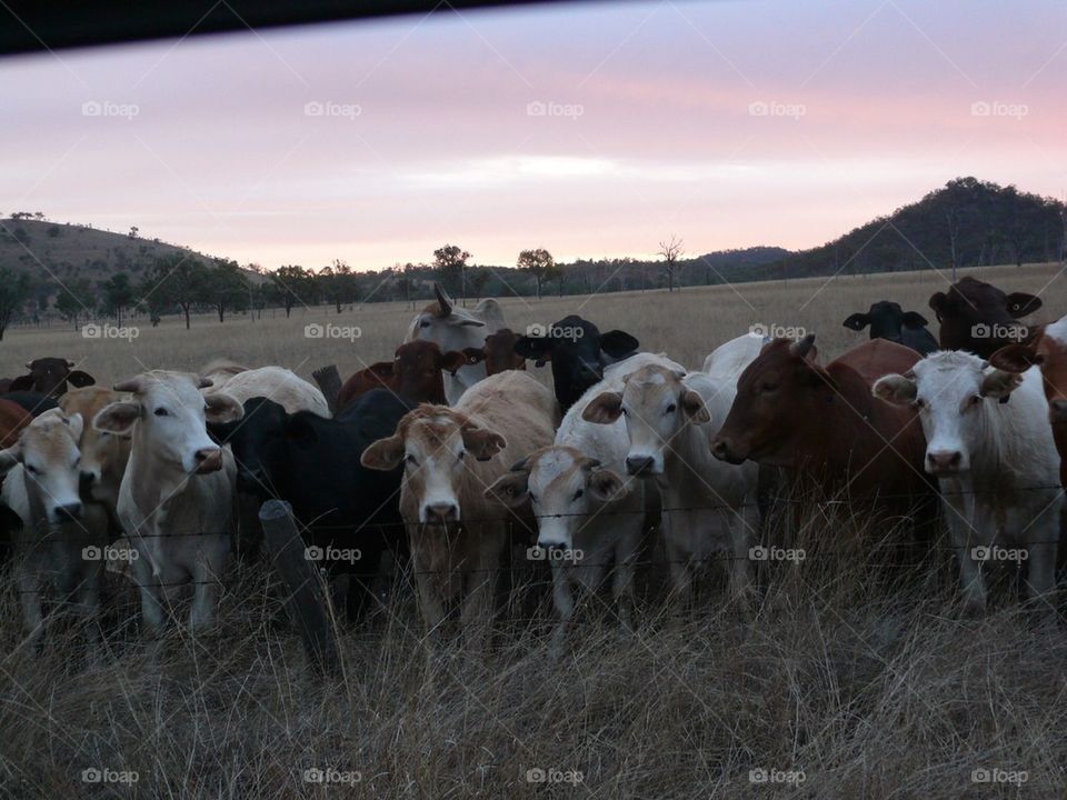 Heifers at Sunset