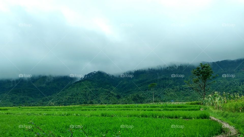 #green
#nature
#fresh
#awesom
#indonesia
#indah