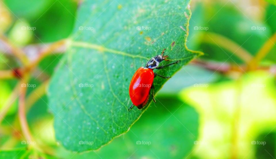 Beetle On Leaf. yup a beetle on a leaf