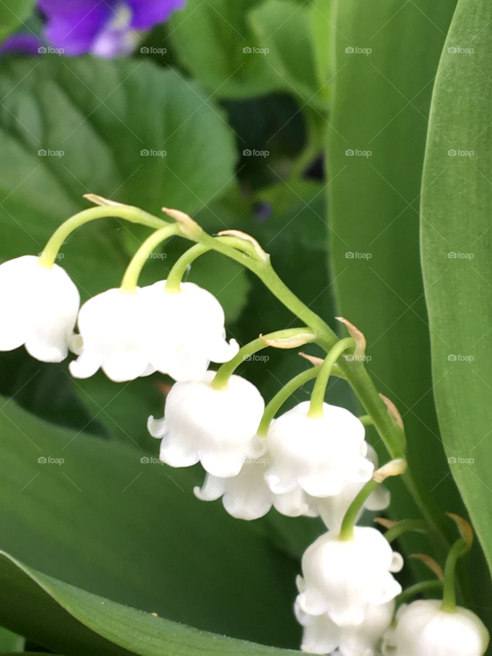 Lily of the Valley-blooming 
