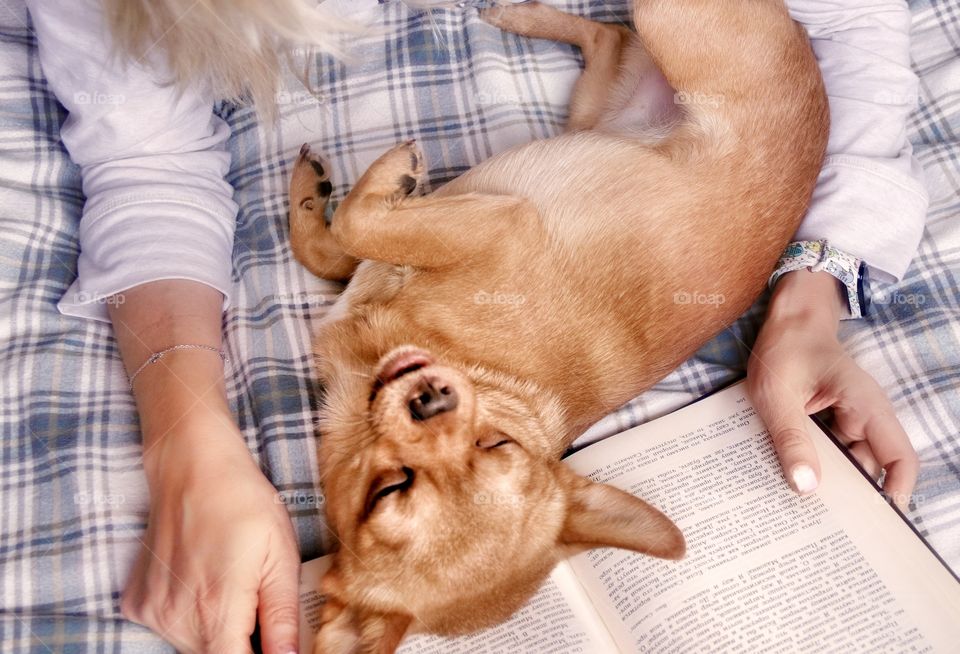 a small dog lies on a book and interferes with reading