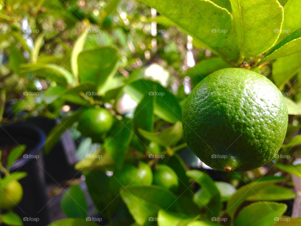 Lime green