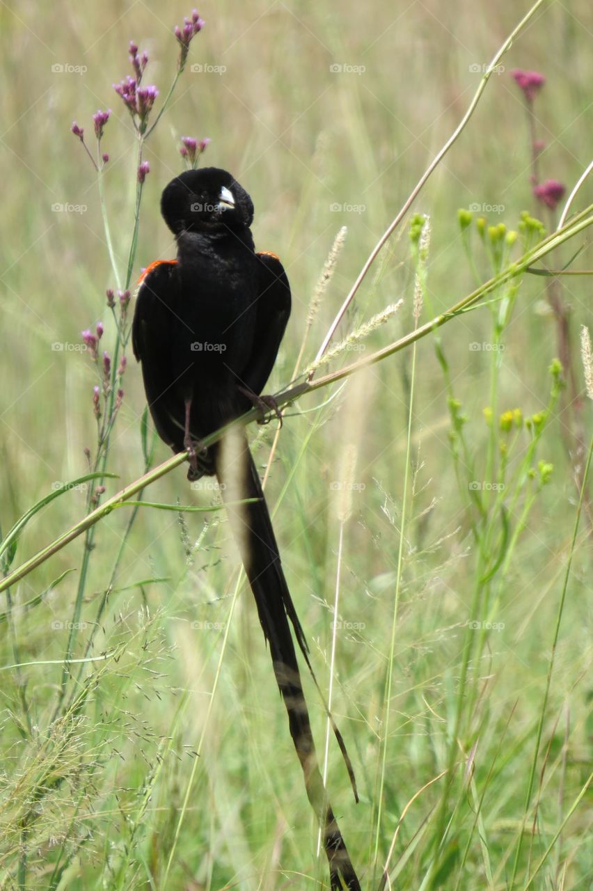 Puffed up bird