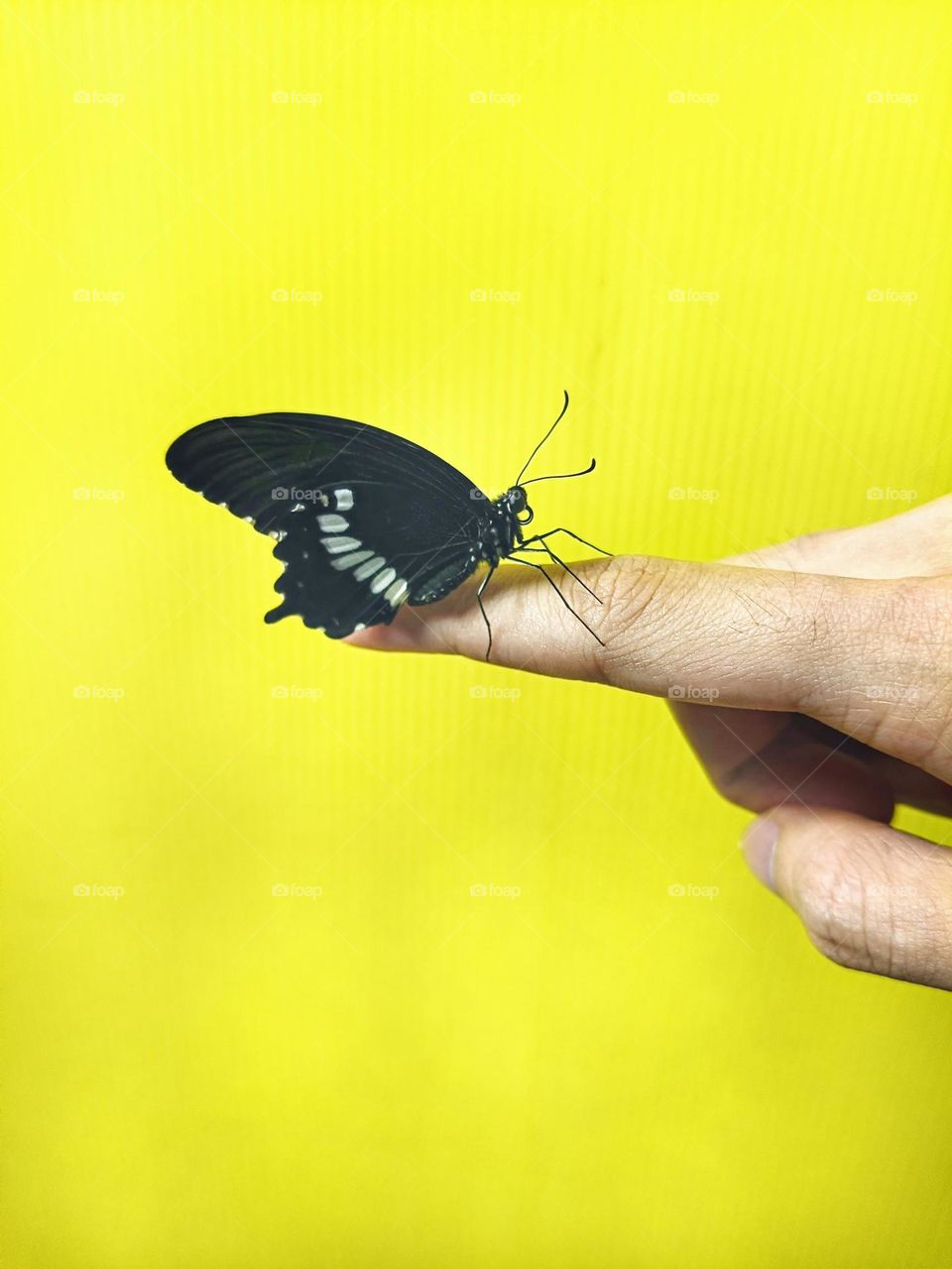 A Common Mormon Butterfly(Papilio Polytes) rest on the finger.