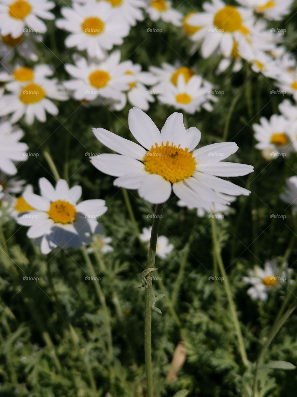 Chamomile field. White daisies. Flower field. Spring time. Blooming time. Beautiful nature.