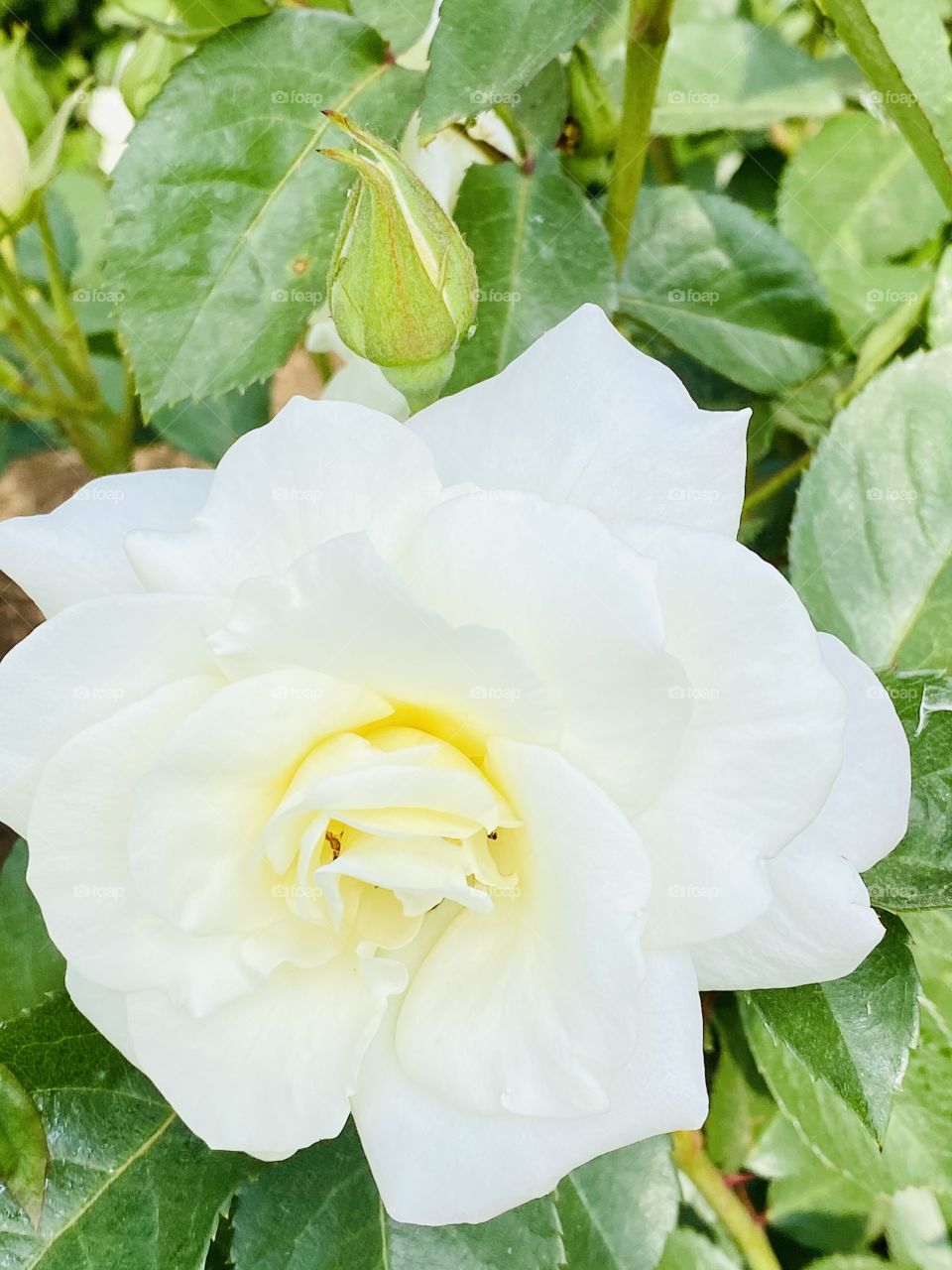 The white rose-a symbol of purity and innocence. It is also known as the bridal rose. 