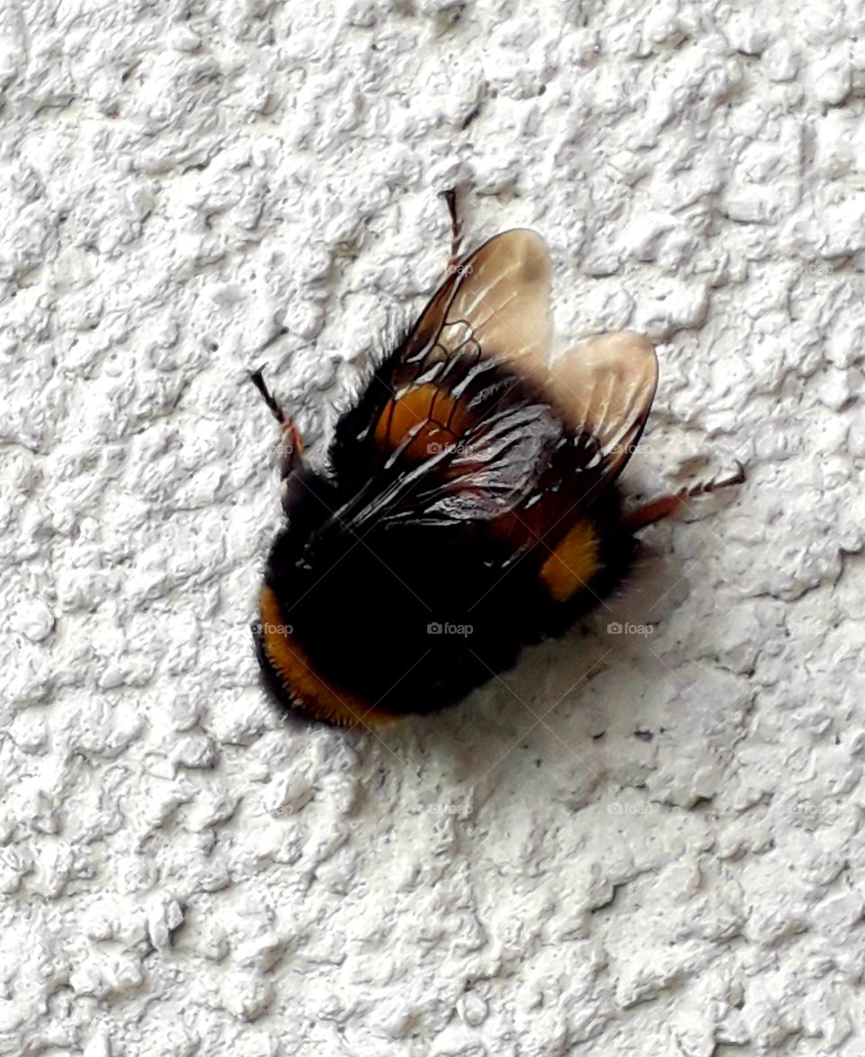 bumblebee  resting on white wall