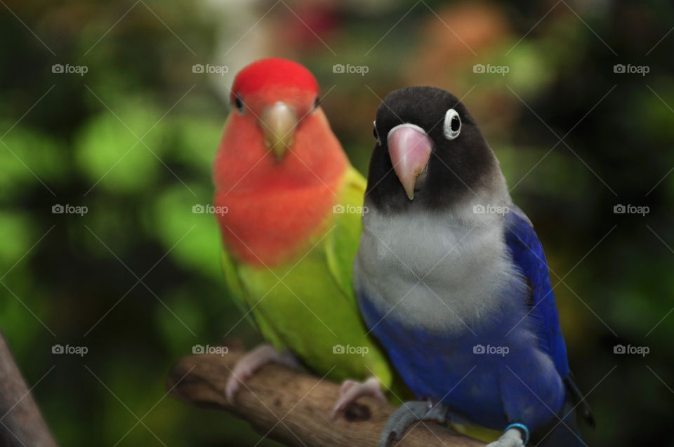 Love Bird Colorful Parrot
