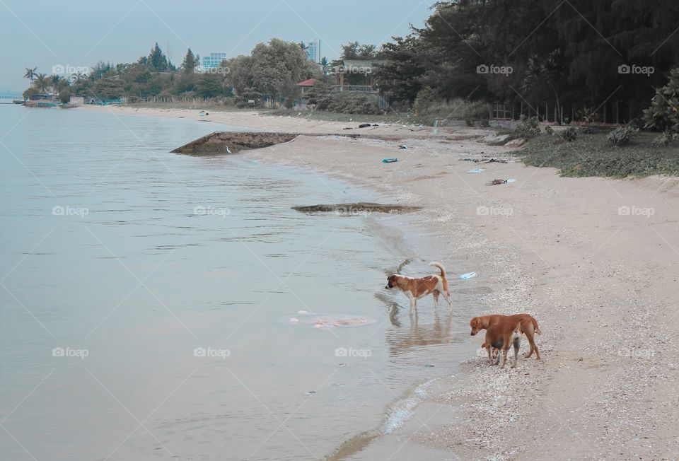 Sea dog