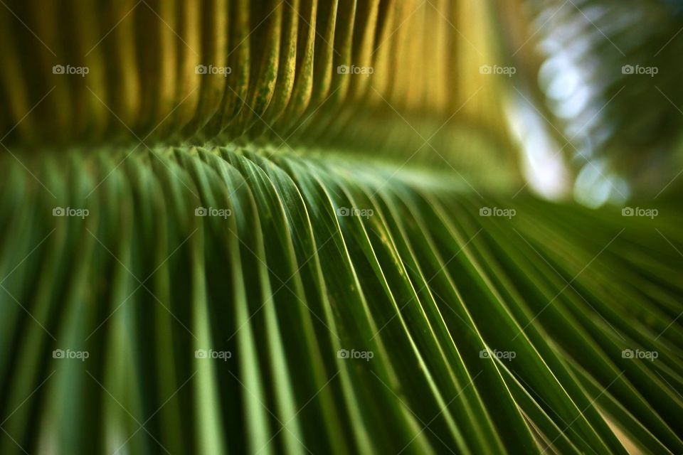 Leaf of Palm 