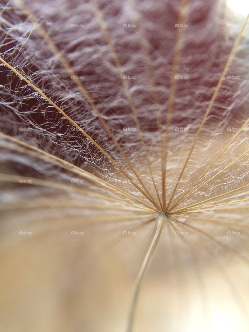 Close up of a seed .. macro mission ... Foap 