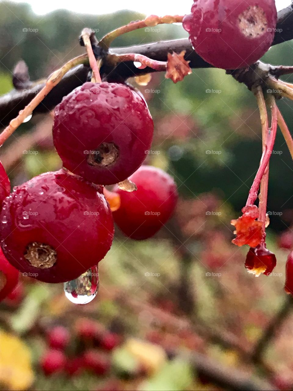 Raindrops on apples 