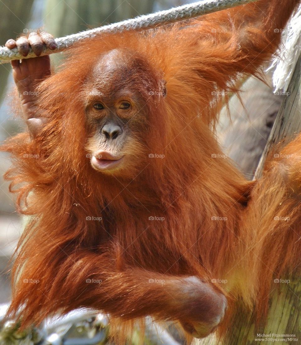 Baby Orangutan