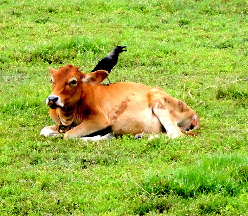 cow resting, crow fooding