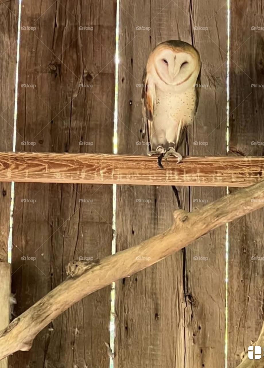 Barn owl