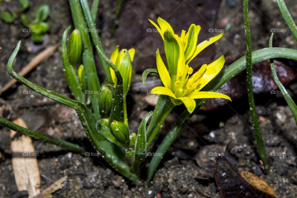 Meadow goose onion (lat. Gagea pratensis)