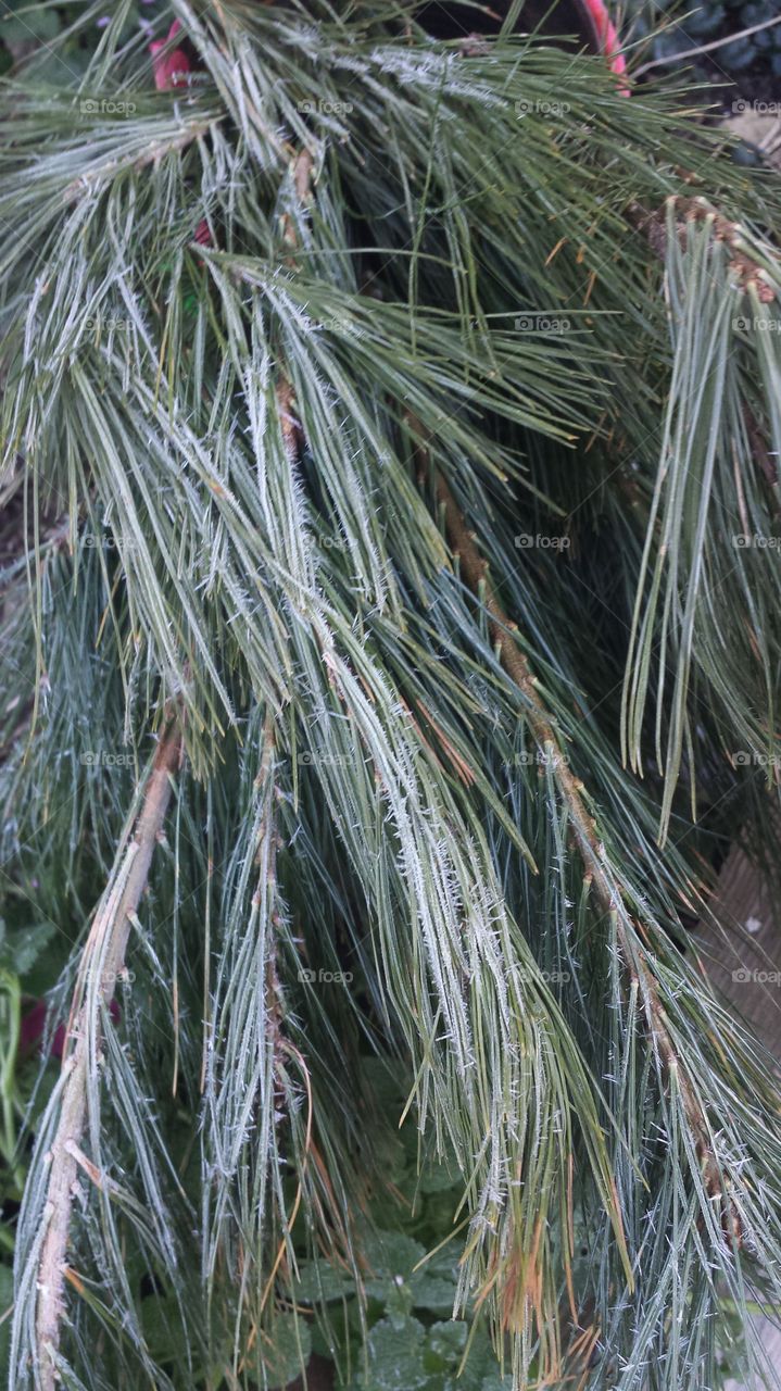 frosty pine tree