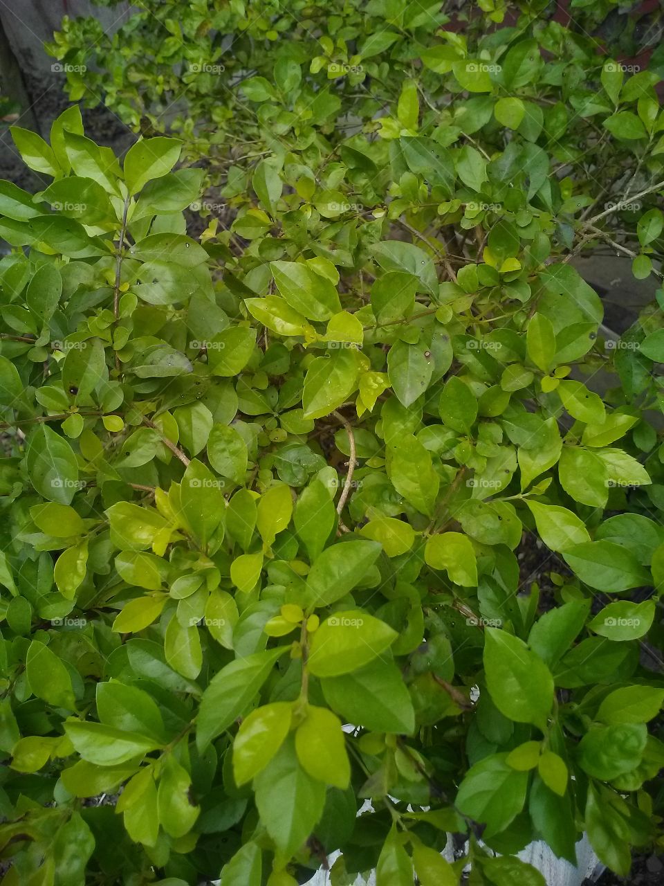 leaves tiny CA b