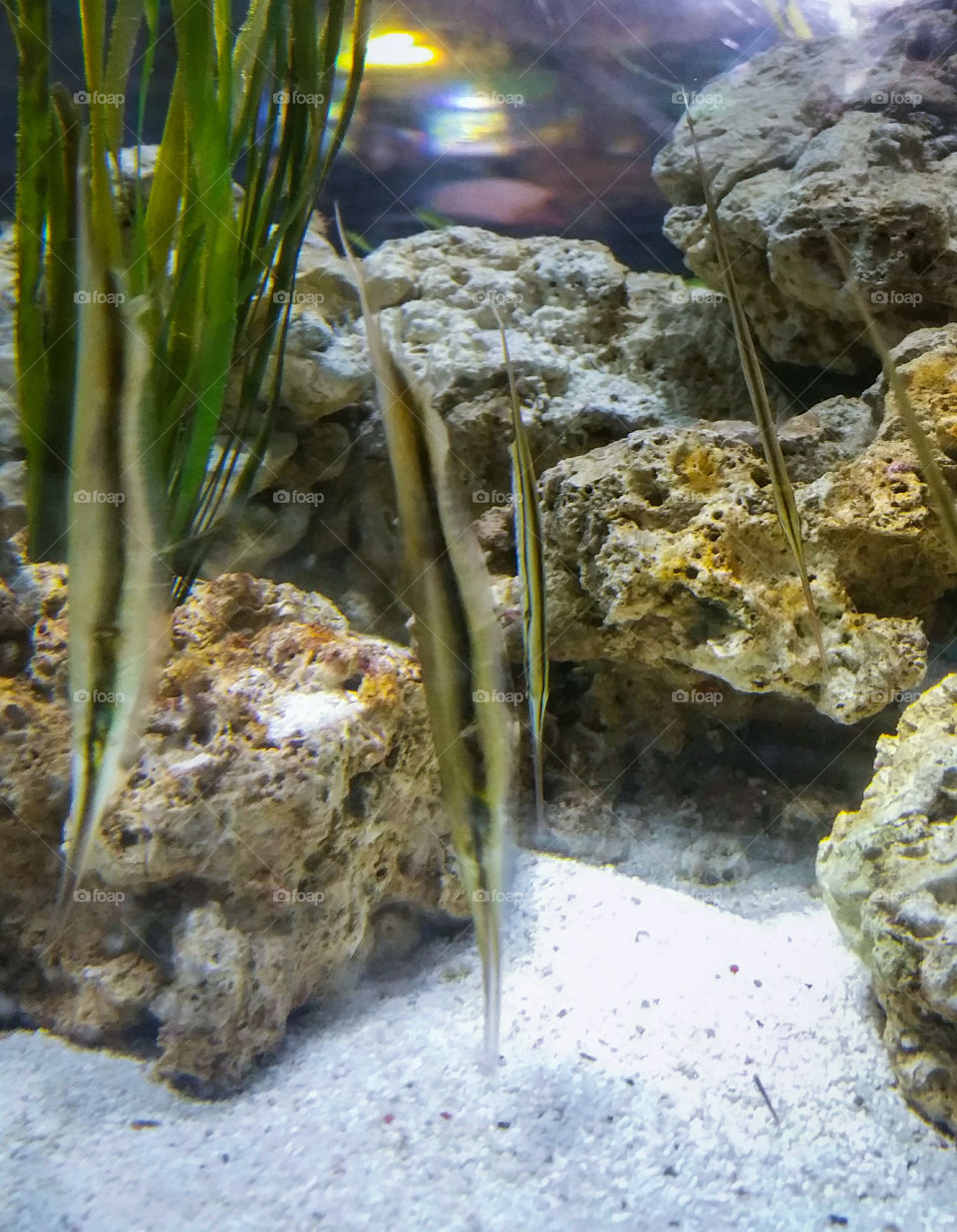 Fish and seaweed in an aquarium