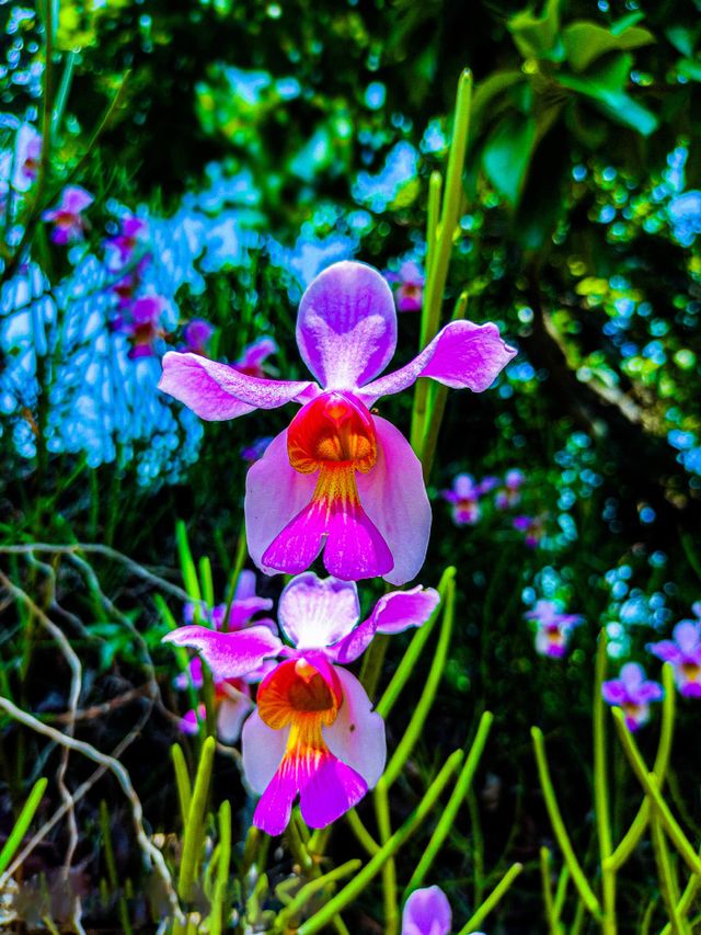 This picture of parrot flower looks very beautiful.  I took this flower photo at the park.
